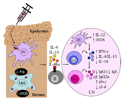 | Absence of interleukin-4 (IL-4)-responsive B cells transforms... | Download Scientific Diagram