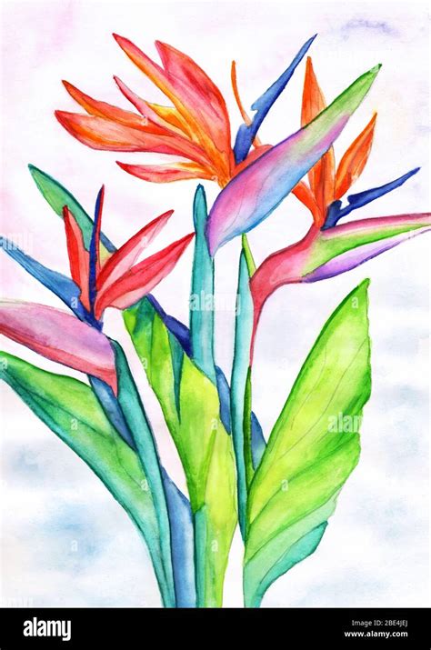 Tropical flower strelitzia watercolor painting Stock Photo - Alamy