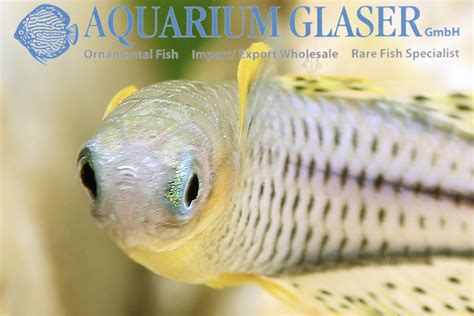 Pseudomugil gertrudae Aru II xl - Aquarium Glaser GmbH