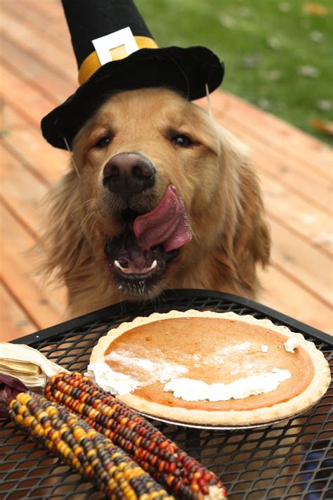 Very tasty! | Holiday dog photos, Dog holiday, Dog thanksgiving