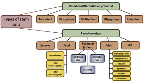 Stem Cell Isolation and Culture Services - Creative Bioarray