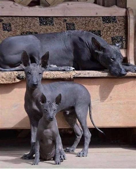 A family of Xolos, one of the most ancient dog breeds in the world, originally from what is now ...