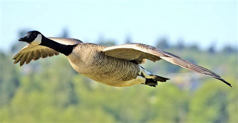 Goose | Animal Wildlife