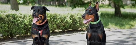 Rottweiler vs. Doberman: Which breed is the right fit for you?