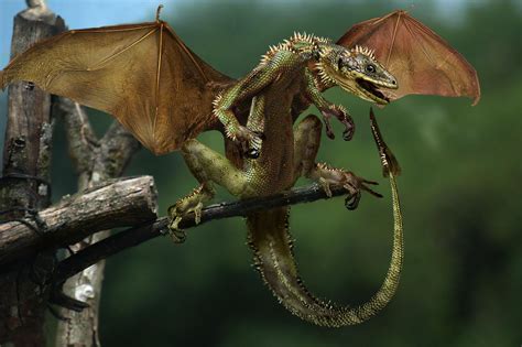 real dragons found alive - Google Search