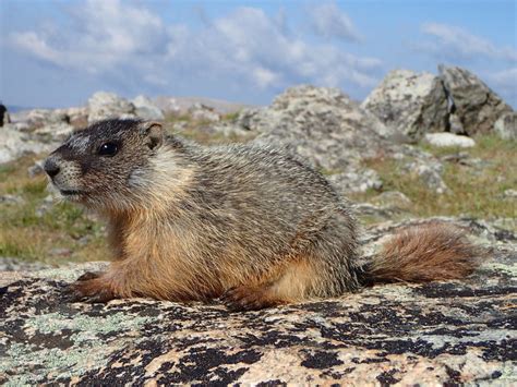 Baby marmot wanting snacks at the col.