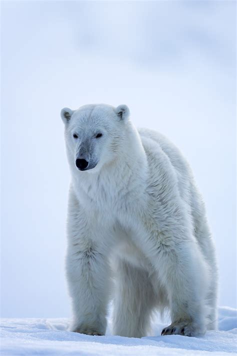 Pretty Polar Bear In Norway Fine Art Photo Print For Sale | Photos by Joseph C. Filer