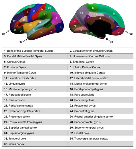 Cortical regions of interest index. Each cortical hemisphere is... | Download Scientific Diagram