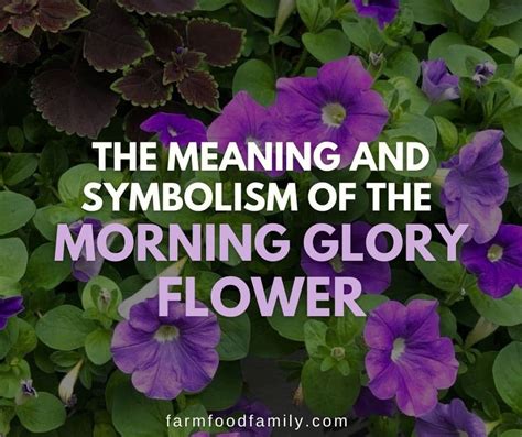 Morning Glory Flower Meaning: Spiritual Symbolism and Color Meanings