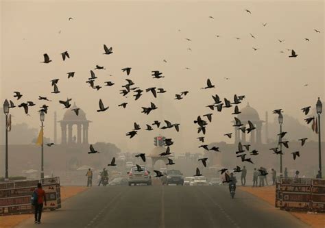 Delhi Pollution Is Choking Birds And Animals Too, But Nobody Seems To Care