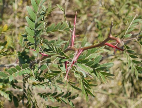 A couple thorny locusts | Identify that Plant