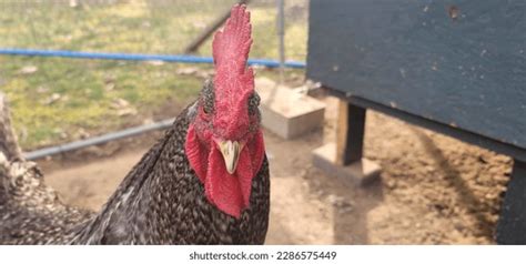 Dominique Chickens Roosters Dominique American Breed Stock Photo ...