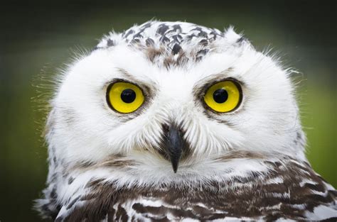 Snowy Owls Invade The U.S. In Once-In-A-Lifetime Migration | Arctic tundra, Snowy owl and Owl