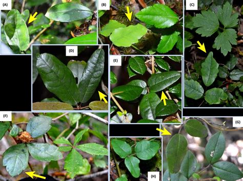 This strange vine can mimic other plants. How? - Vox