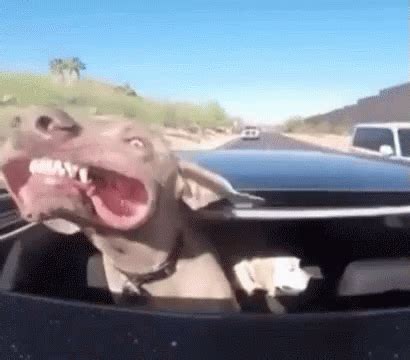 Dog Happy GIF - Dog Happy Car GIFs | Say more with Tenor