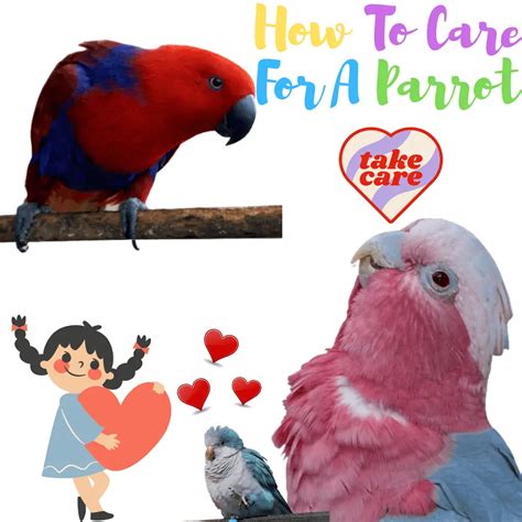 How to care for a parrot - All you need to know about care for parrots