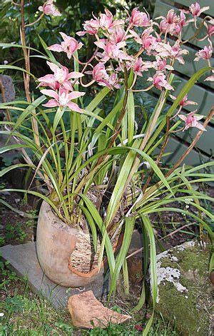 Cymbidium Orchid Care - Nurseries Online