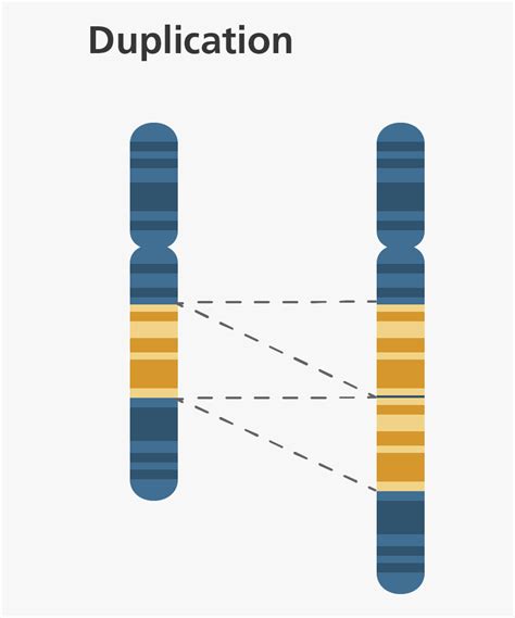 Chromosome Duplication , Png Download - Gene Duplication Genetics, Transparent Png , Transparent ...