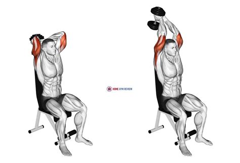 Dumbbell Seated Triceps Extension - Home Gym Review