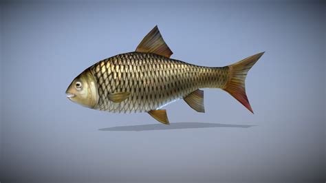 FISH ANIMATED - Buy Royalty Free 3D model by Bilal Creation Production (@bilalcreation) [1717eef ...