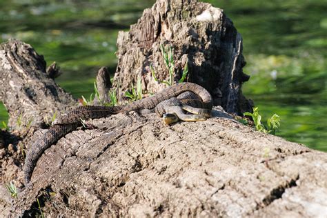 Mating or Motherhood? Intriguing Snake Behavior