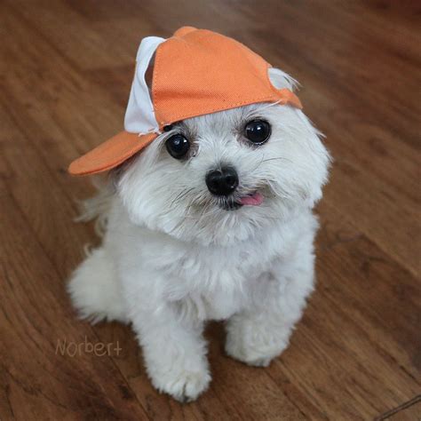 15 Adorable Photos of Norbert the Dog