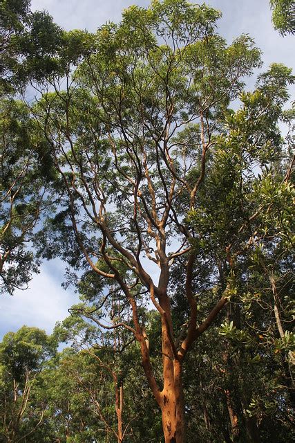 Flickriver: Photoset 'Kincumber Mountain Reserve' by cathm2