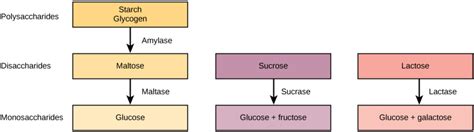 🐈 What breaks down maltose. Why does maltase break down maltose?. 2022 ...