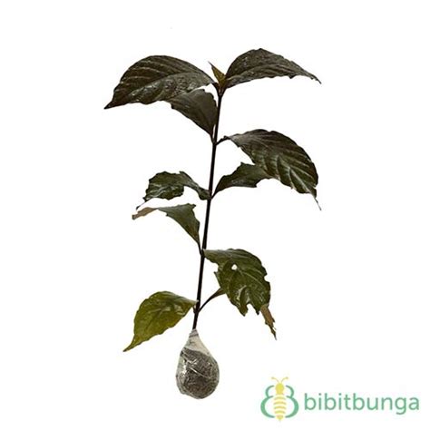 Tanaman Daun Ungu (Daun Wungu) - BibitBunga.com