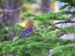 Pine Grosbeak | Celebrate Urban Birds