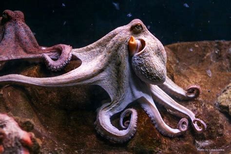 An Octopus-Human Relationship – WellBeing International