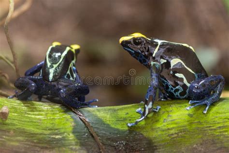 Dyeing Poison Dart Frog Dendrobates Tinctorius Stock Photo - Image of colored, poison: 199573418