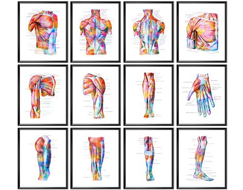 Human Muscular System Anatomy Posters Muscles Structure Print Anatomical Decor Medical Art ...