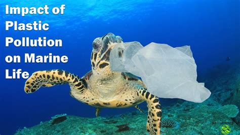 Impact of Plastic Pollution on Marine Life || Plastic Waste in Ocean || Effect of Plastic ...