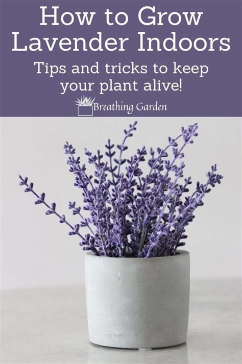 Why (And How) To Grow An Indoor Lavender Plant! - Breathing Garden ...