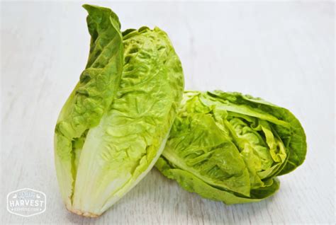 Little Gem Lettuce - 2pc | Daily Harvest Express