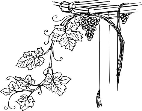 Grapevine illustration perfect for vineyard wedding {onlinelabels.com ...