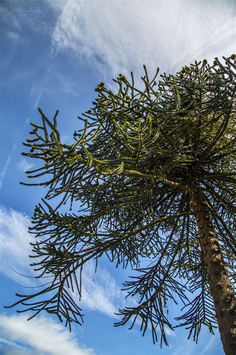 Norfolk Island Pine Free Stock Photo - Public Domain Pictures