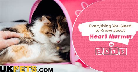 Heart Murmur in Cats: Is It a Life-and-Death Condition? | UKPets