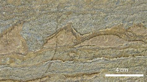 3.7-billion-year-old fossils show early life | Earth | EarthSky