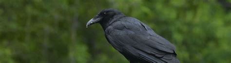 13 Crow Facts About The Most Clever Bird