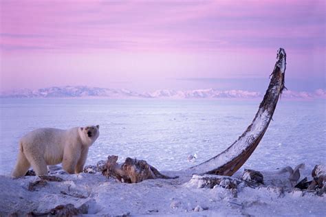 Adult Polar Bear With Bowhead Whale Photograph by Steven J. Kazlowski ...