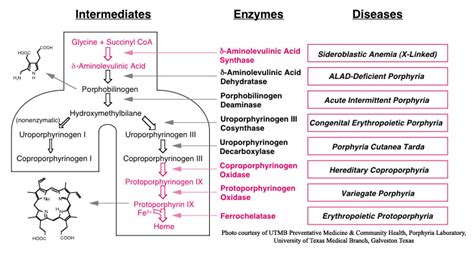 heme synthesis | College study, College organization, Biochemistry