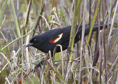 Blackbird Habitat | Red-winged Blackbird - Anhinga Trail, Ro… | Flickr