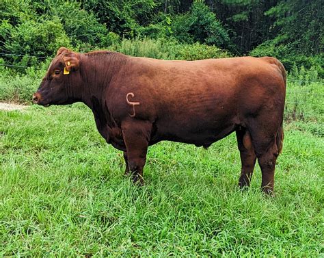 Red Angus Bulls | Cattlemen's Preferred Sale