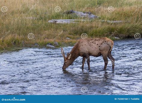 Spike Bull Elk in Stream stock photo. Image of wyoming - 75300168