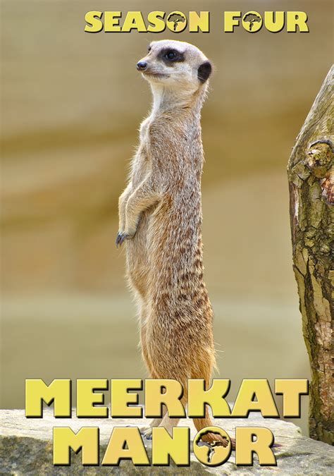 Meerkat Manor | TV fanart | fanart.tv