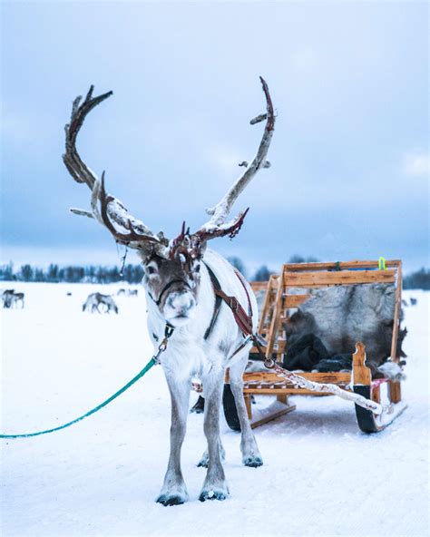 Northern Lights Reindeer Sledding Tour