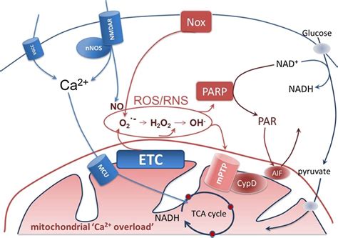 Scheme of pathways involved in glutamate-induced excitotoxicity.... | Download Scientific Diagram