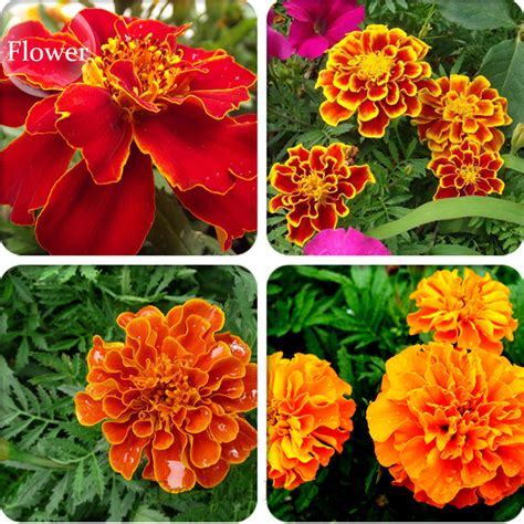 Heirloom Mixed French Marigold Annual Flowers - 50 Seeds/pack - Perennial Seeds